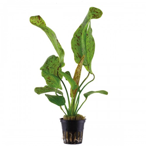 Echinodorus 'ozelot green' dans le pot - Tropica