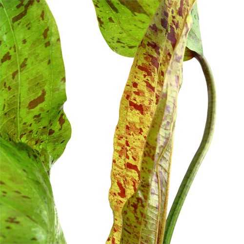 Echinodorus 'Ozelot Green' in Jar - Tropica