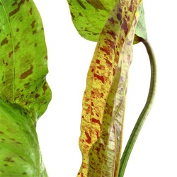 Echinodorus 'Ozelot Green' in Jar - Tropica