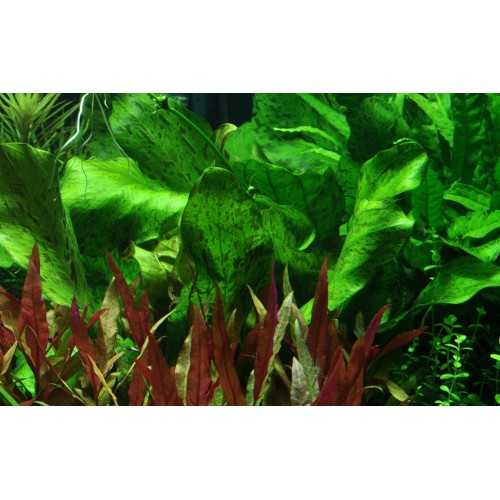 Echinodorus 'Ozelot Green' in Jar - Tropica