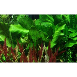 Echinodorus 'ozelot green' dans le pot - Tropica