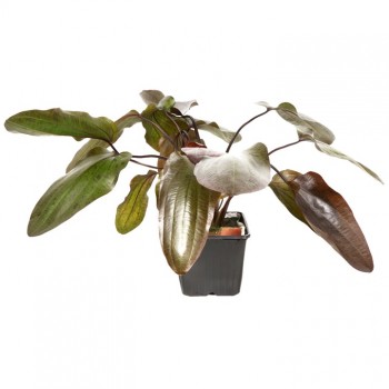 Echinodorus ozelot xl dans le pot - Tropica