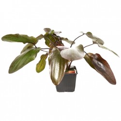 Echinodorus ozelot xl dans le pot - Tropica