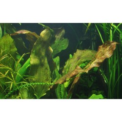 Echinodorus Ozelot XL in jar - Tropica