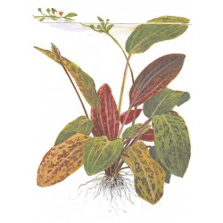 Echinodorus Ozelot XL in vasetto - Tropica