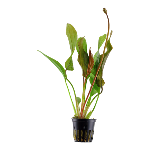 Echinodorus 'rouge diamant' dans le pot - Tropica