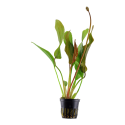 Echinodorus 'Red Diamond' in jar - Tropica