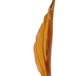 Echinodorus 'Red Diamond' in jar - Tropica