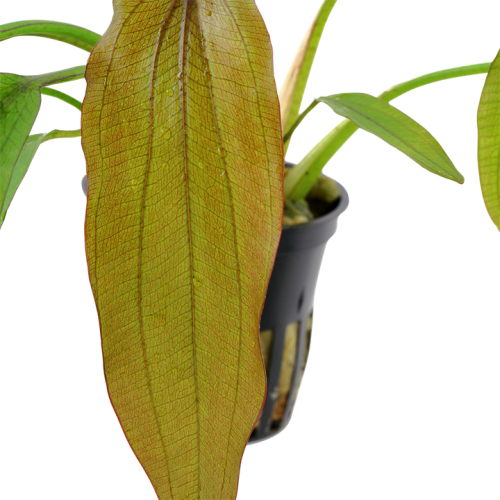 Echinodorus 'Red Diamond' in vasetto - Tropica