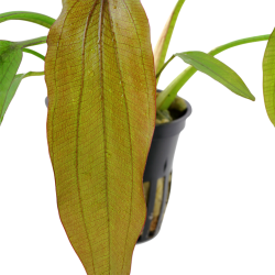 Echinodorus 'Red Diamond' in pot - Tropica