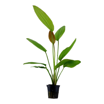 Échinodorus 'Rosé' dans Jar - Tropica