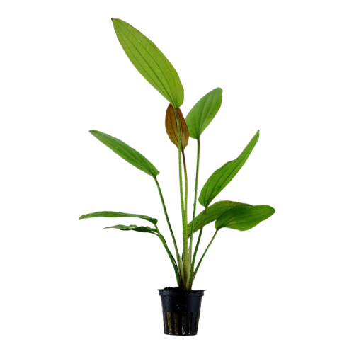 Échinodorus 'Rosé' dans Jar - Tropica