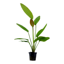 Echinodorus 'Rosé' in vasetto - Tropica