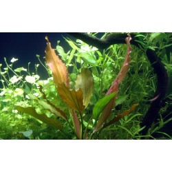 Echinodorus 'Rosé' in jar - Tropica