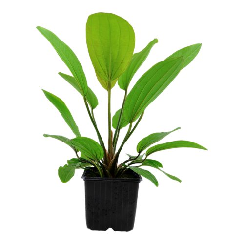 Echinodorus Rosé XL in vasetto - Tropica
