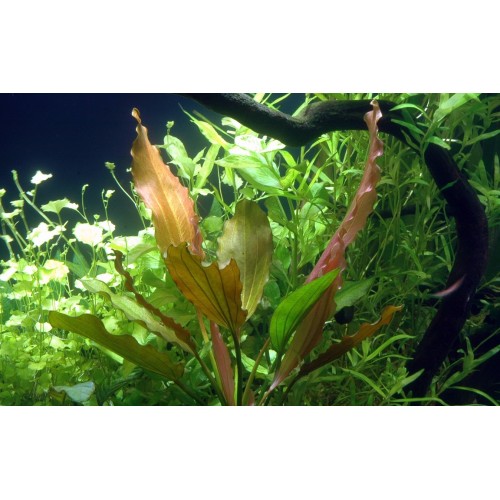 ECHINODORUS ROSÉ XL dans JAR - Tropica