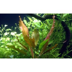 Echinodorus Rosé XL in jar - Tropica