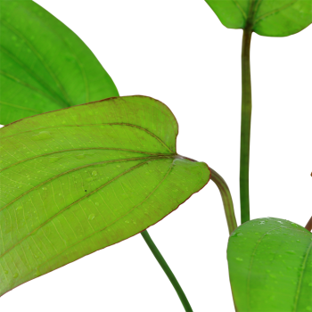 Echinodorus x Barthii dans Jar - Tropica 2