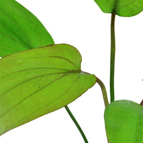 Echinodorus x barthii in vasetto - Tropica