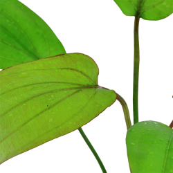 Echinodorus x barthii in vasetto - Tropica