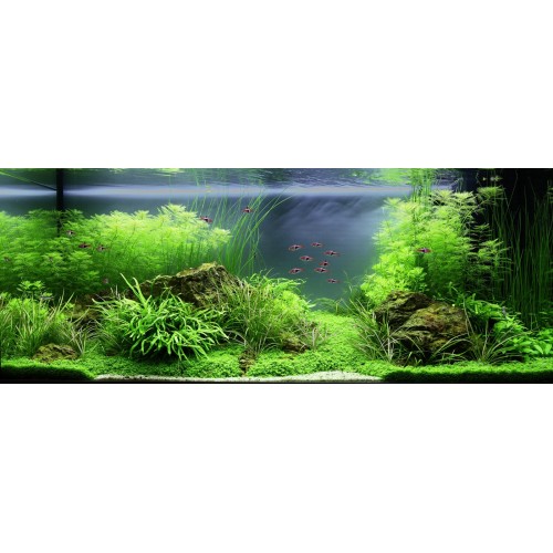 Eleocharis montevidensis in vasetto - Tropica