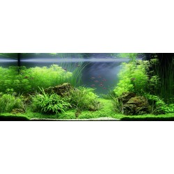 Eleocharis montevidensis in jar - Tropica