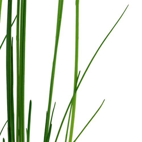 Eleocharis montevidensis in vasetto - Tropica