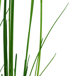 Eleocharis montevidensis in vasetto - Tropica