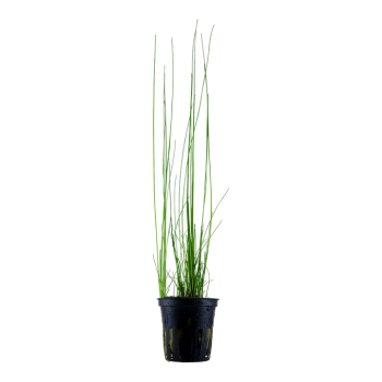 Eleocaris montevidensis à Jar - Tropica