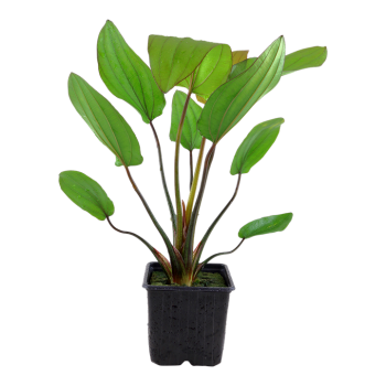 Echinodorus X Barthii XL in jar - Tropica