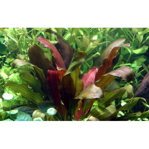 ECHINODORUS X BARTHII XL dans JAR - Tropica