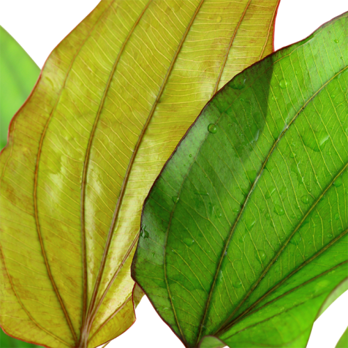 ECHINODORUS X BARTHII XL dans JAR - Tropica