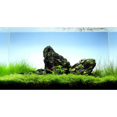 Eleocharis parvula in vasetto - Tropica