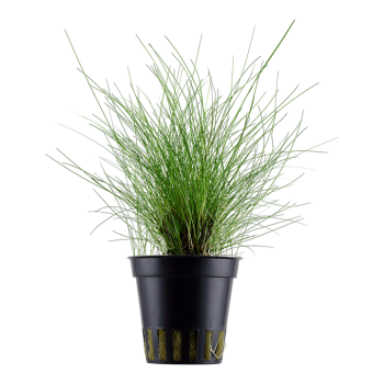 Eleocharis parvula in vasetto - Tropica
