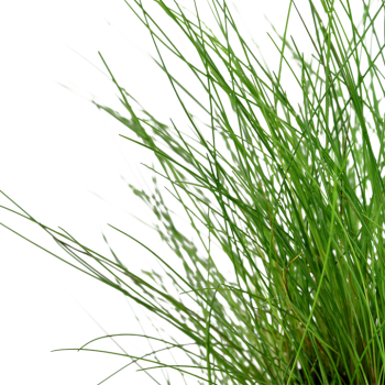 Eleocharis parvula in jar - Tropica 2