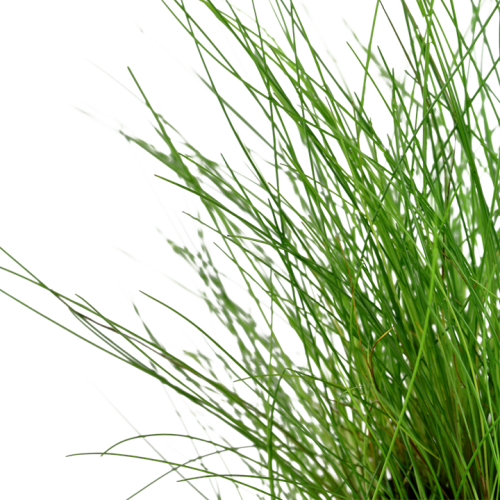 Eleocharis parvula in vasetto - Tropica