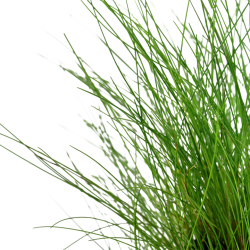 Eleocharis parvula in vasetto - Tropica