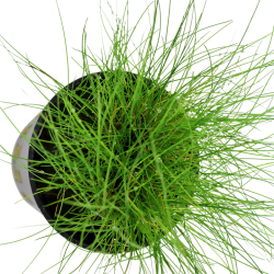 Eleocharis parvula in jar - Tropica