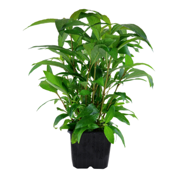 Hygrophila Corymbosa Stricta XL in jar - Tropica