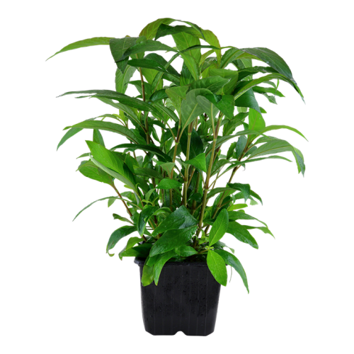 Hygrophila corymbosa stricta xl dans le pot -...