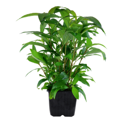 Hygrophila Corymbosa Stricta XL in jar - Tropica