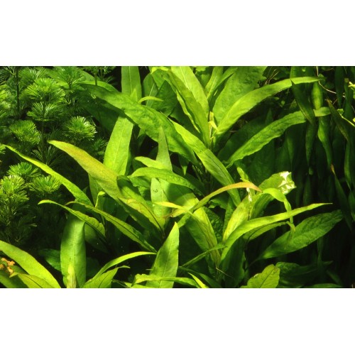 Hygrophila corymbosa Stricta XL in vasetto -...