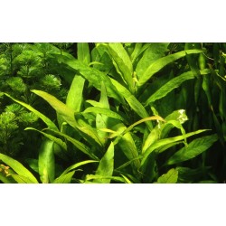 Hygrophila corymbosa Stricta XL in pot - Tropica