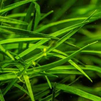 Eriocaulon sp. 'Vietnam' in jar - Tropica 2