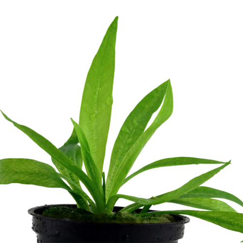 Helanthium Bolivianum 'Quadricostatus' dans le...