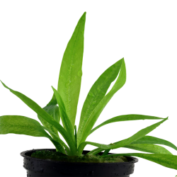 Helanthium bolivianum 'Quadricostatus' in pot - Tropica