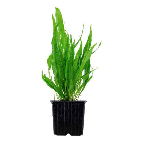 Microsorum pteropus XL in vasetto - Tropica
