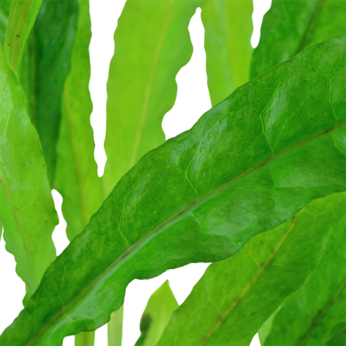 Microsorum pteropus xl dans le pot - Tropica