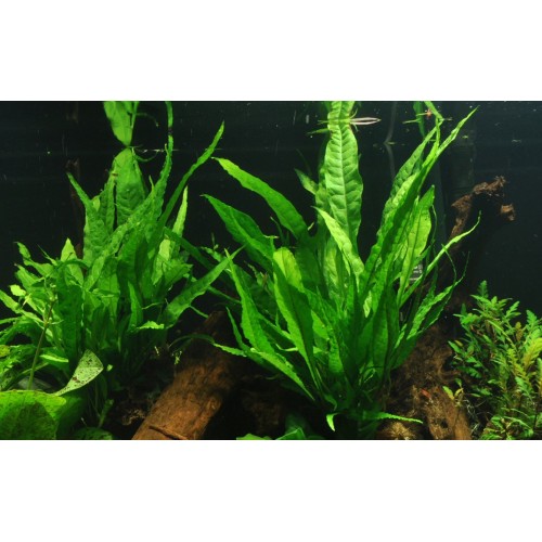 Microsorum pteropus xl dans le pot - Tropica