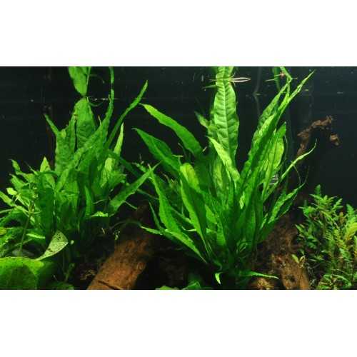 Microsorum Pteropus XL in jar - Tropica